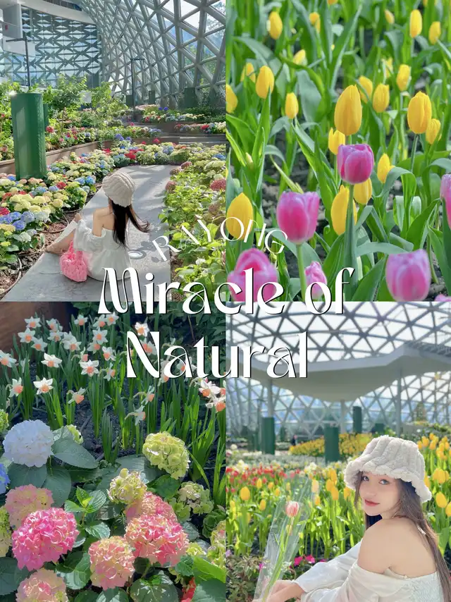 สวนดอกทิวลิป, ถ่ายรูปกับทิวลิป,miracle of natural