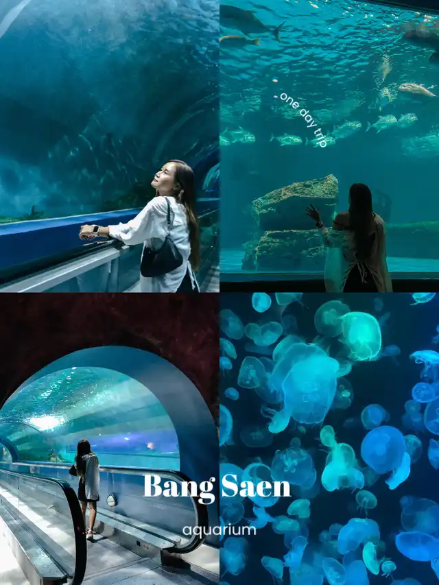 BangSaen Aquarium ไปดูปลากับเราไหม